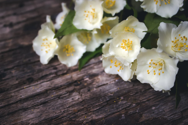 <b>Heart Notes:</b> Jasmine, Orris Root, White Woods