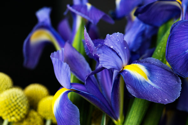 <b>Heart Notes:</b> Blue Orchid, White Rose, Jasmine