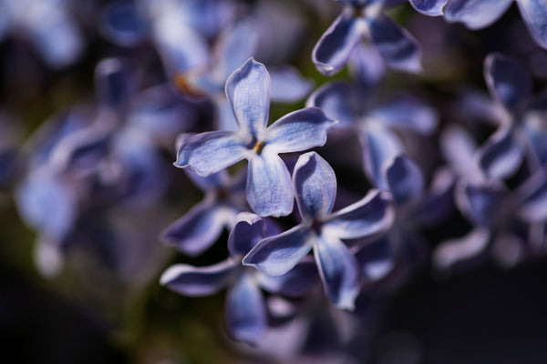 <b>Heart Notes:</b> Lavender, Neroli, Marine Floral