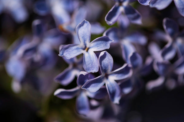 <b>Heart Notes:</b> Lavender, Neroli, Marine Floral