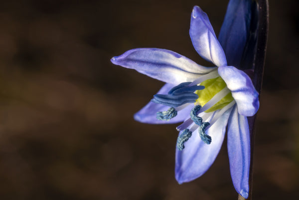<b>Heart Notes:</b> Tuberose, Iris, Jasmine
