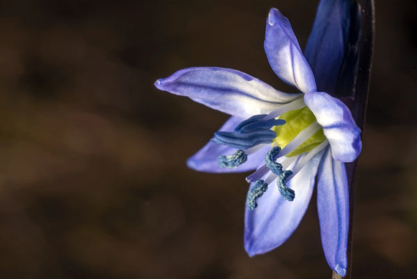 <b>Heart Notes:</b> Tuberose, Iris, Jasmine