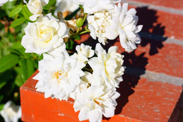 <b>Heart Notes:</b> Cedarwood, Geranium, Jasmine