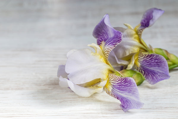 <b>Base Notes:</b> Musk, Iris, Soft Woods