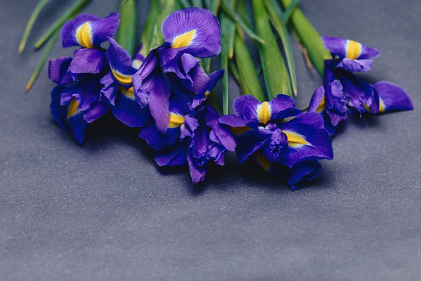 <b>Heart Notes:</b> Iris, Rose Petals, Violet