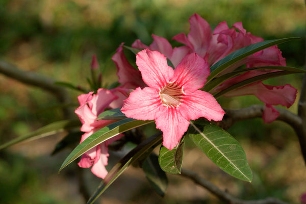 <b>Top Notes:</b> Bergamot, Peach Blossom, Green Accord