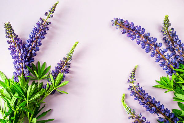 <b>Heart Notes:</b> Lavender, Geranium, Clary Sage