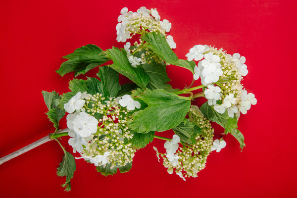 <b>Top Notes:</b> Cool Mint, Bergamot, Pear Blossom
